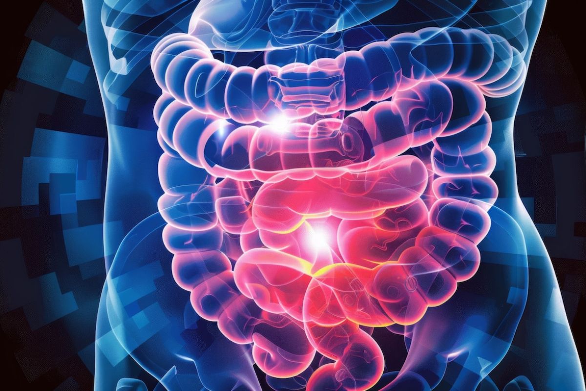 Image of the GI system highlighting the abdomen and colon