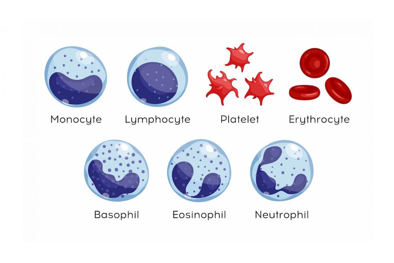 Types Of White Blood Cells: What The Numbers May Mean | Roswell Park ...