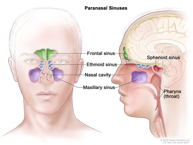 What is 2024 nasal cavity