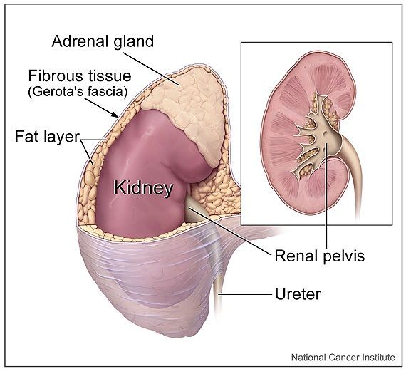 What are Adrenal Gland Tumors? | Roswell Park Comprehensive Cancer