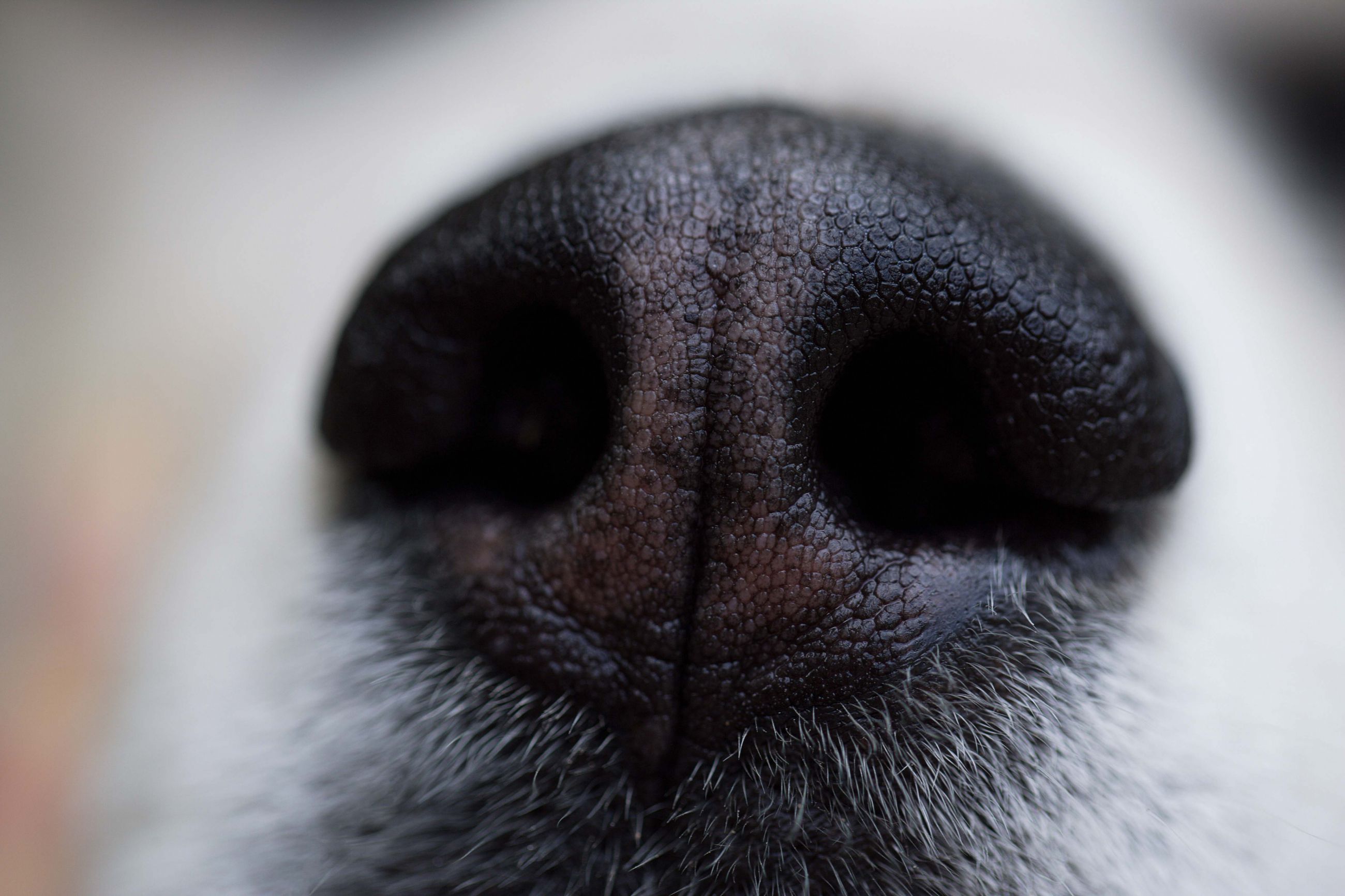 Can Dogs Smell Cancer? Roswell Park Comprehensive Cancer Center