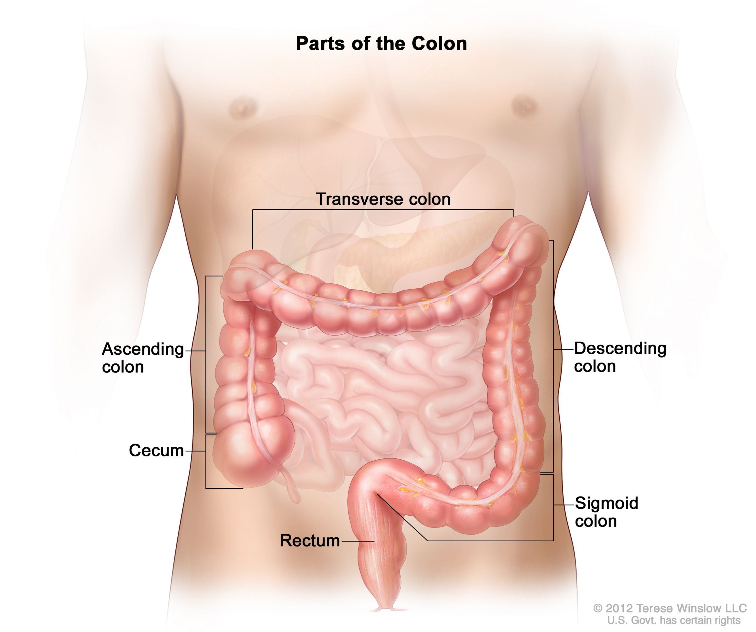 Does It Matter If Colon Cancer Is On The Left Or Right Side Roswell Park Comprehensive Cancer