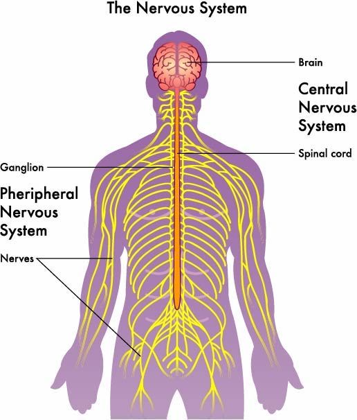 Kemoterapi-induceret perifer neuropati | Anne Marie