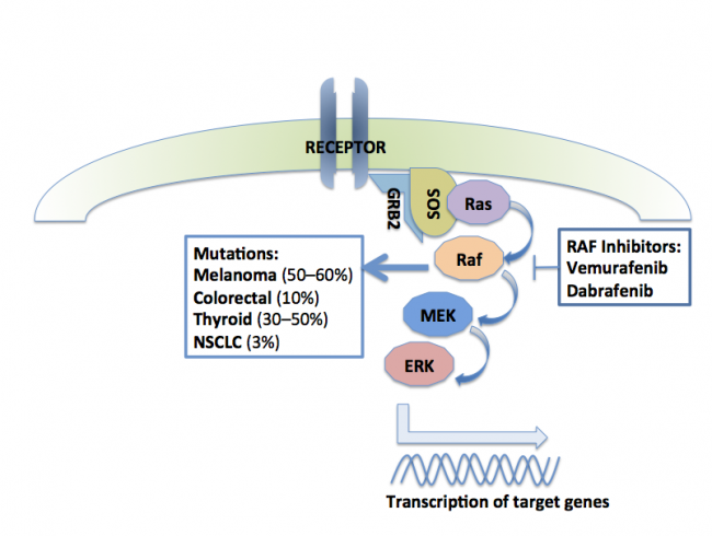 Targeting Braf Mutation Positive Cancers Melanoma Lung And Colorectal Roswell Park 