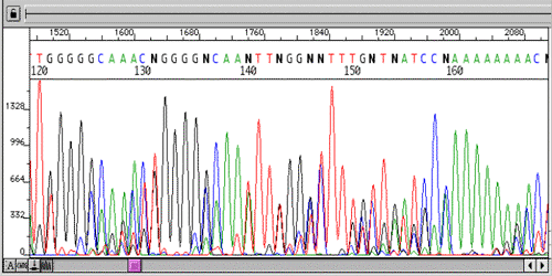 sanger sequencing chromatogram viewer